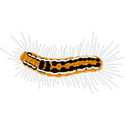 危険な虫のイラスト